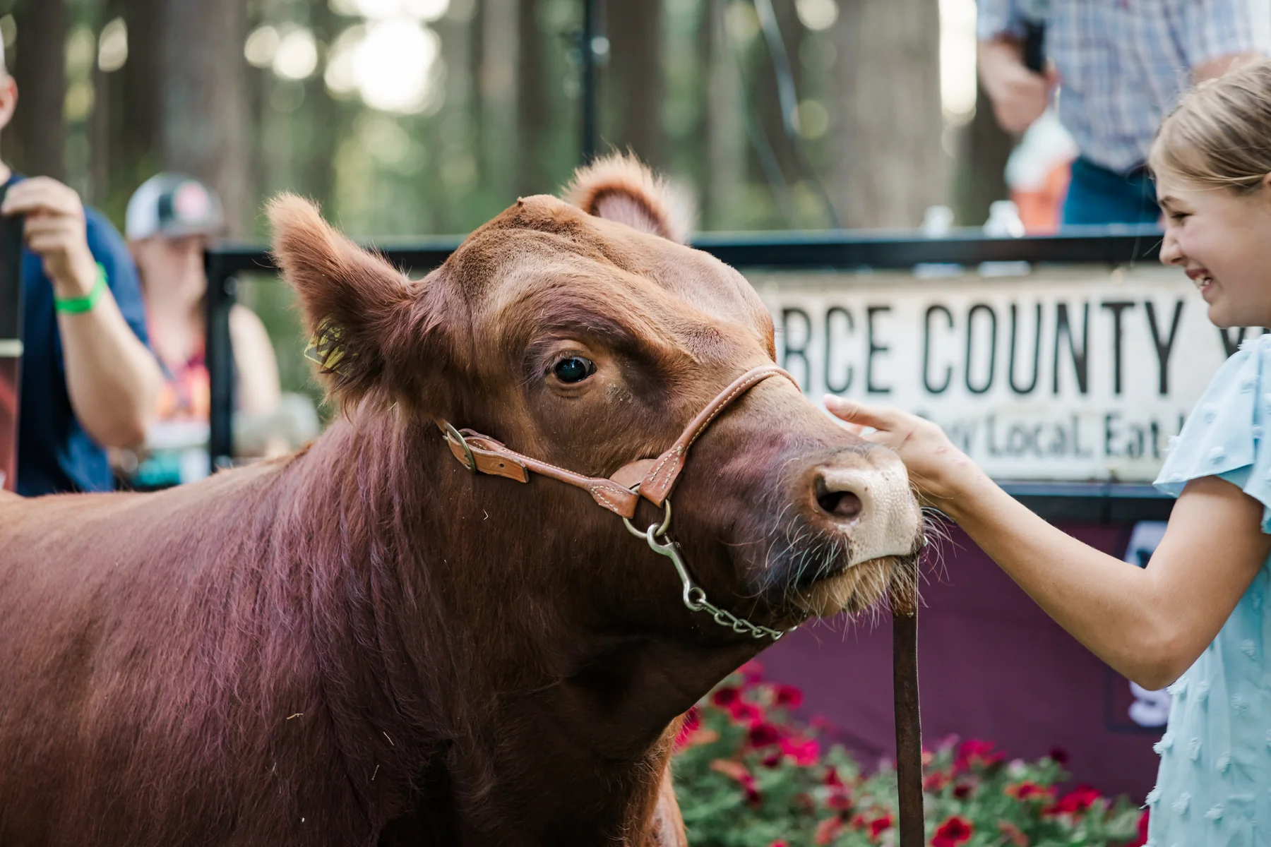 A reddish-brown steer stands close to its young handler at the outdoor market sale.